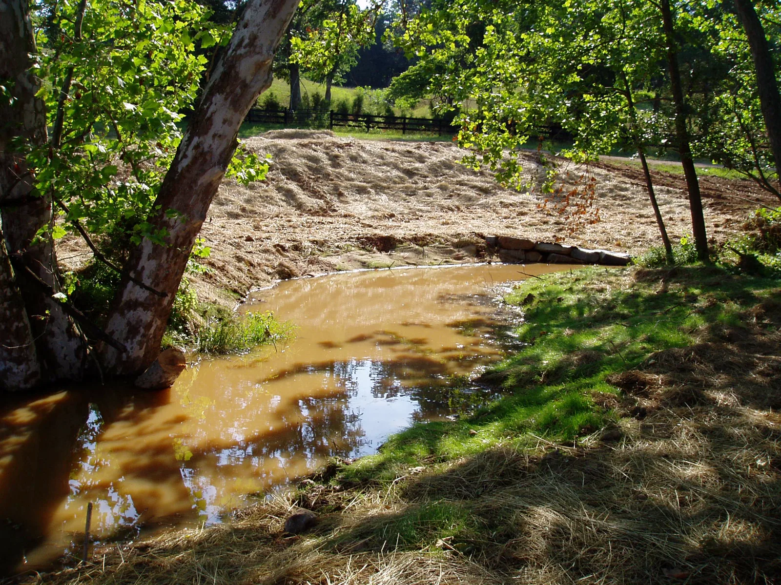 A muddy stream curves beneath a sycamore, its far bank freshly regraded and covered in straw, with a line of stones at the water's edge and a wooden fence and pasture beyond