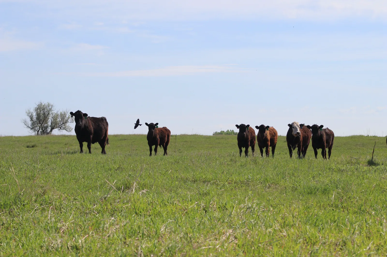 Seven black and red cattle stand in a row on a green grassy rise, looking toward the camera, with a small tree at left and a blackbird flying past under a pale blue sky