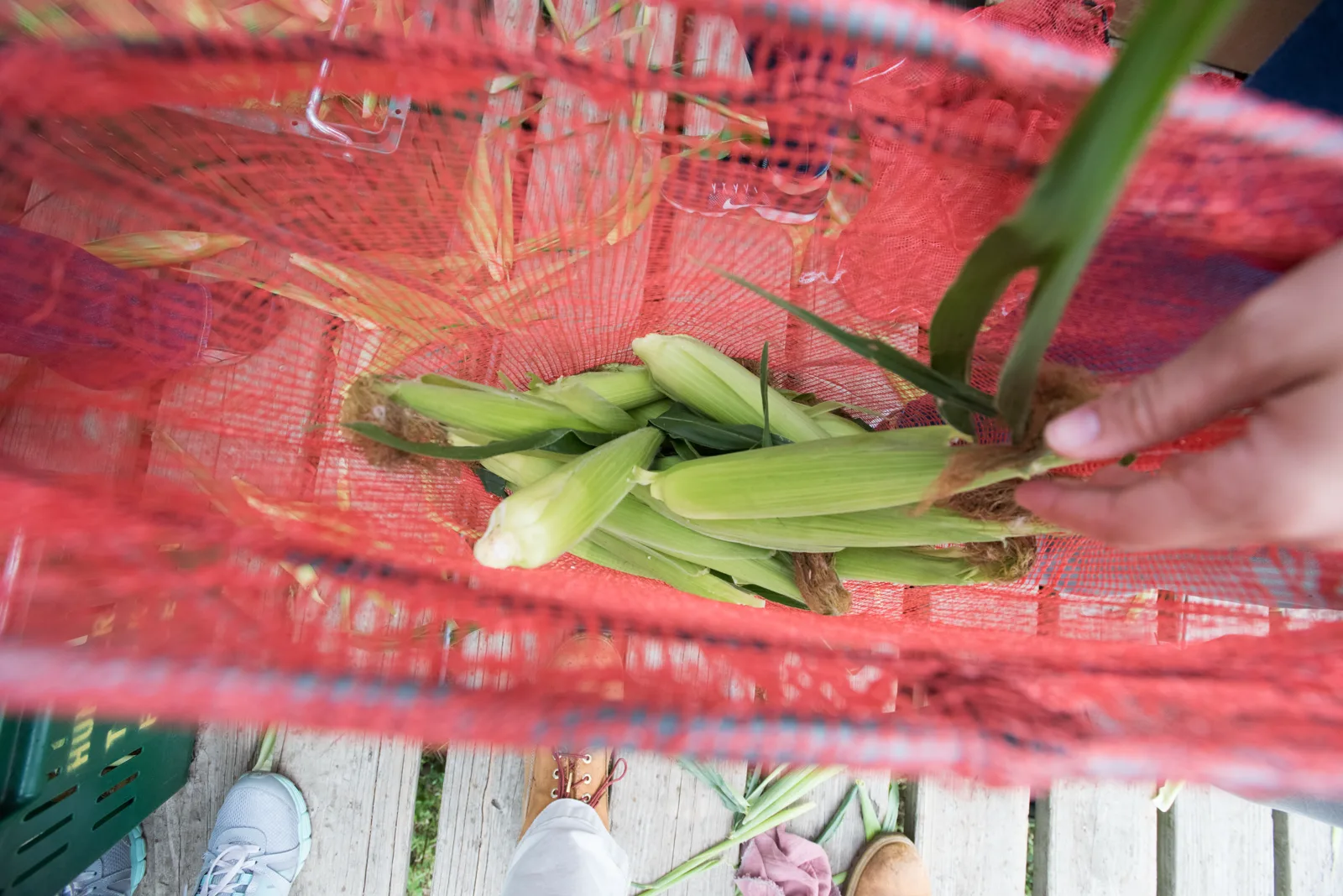 Seen from above, a hand lays a stalk over ears of freshly picked sweet corn in a red mesh produce bag, with work boots and sneakers on a wooden deck below